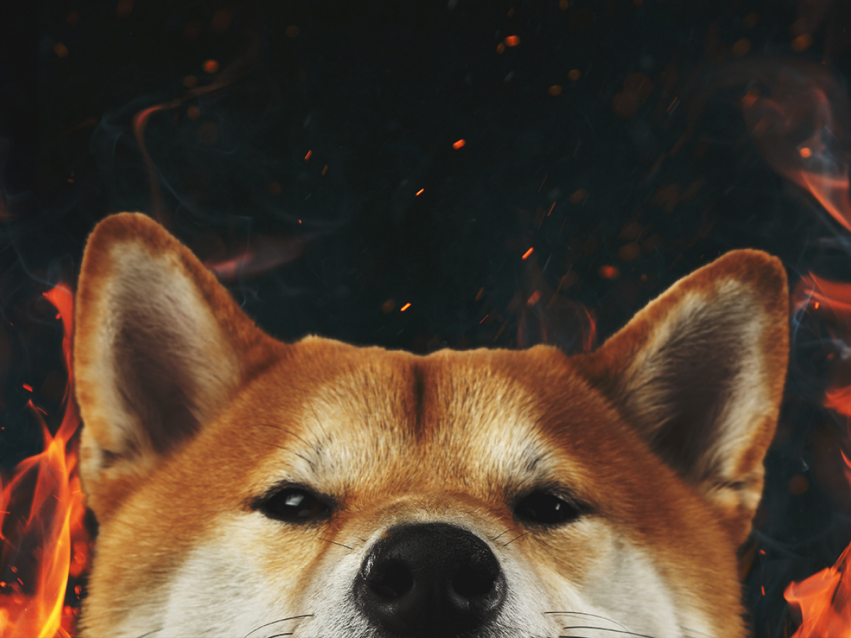 Here Is When Shiba Inu Burn Portal Rewards Might Be Shared: Details