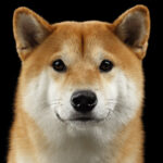 Shiba Inu (SHIB) Price Suddenly Spikes 14%. Here’s Why