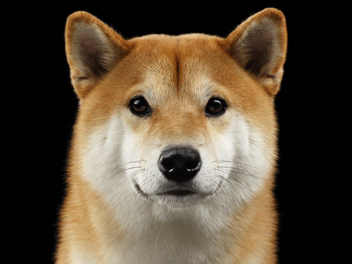 Shiba Inu (SHIB) Price Suddenly Spikes 14%. Here’s Why