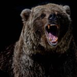 Three Tokens to Go Beyond a Bear Market Rally: Parody Coin (PARO), Klaytn (KLAY) and Shiba Predator (QOM)