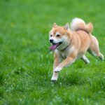 Can Shiba Inu Reach $0.01?