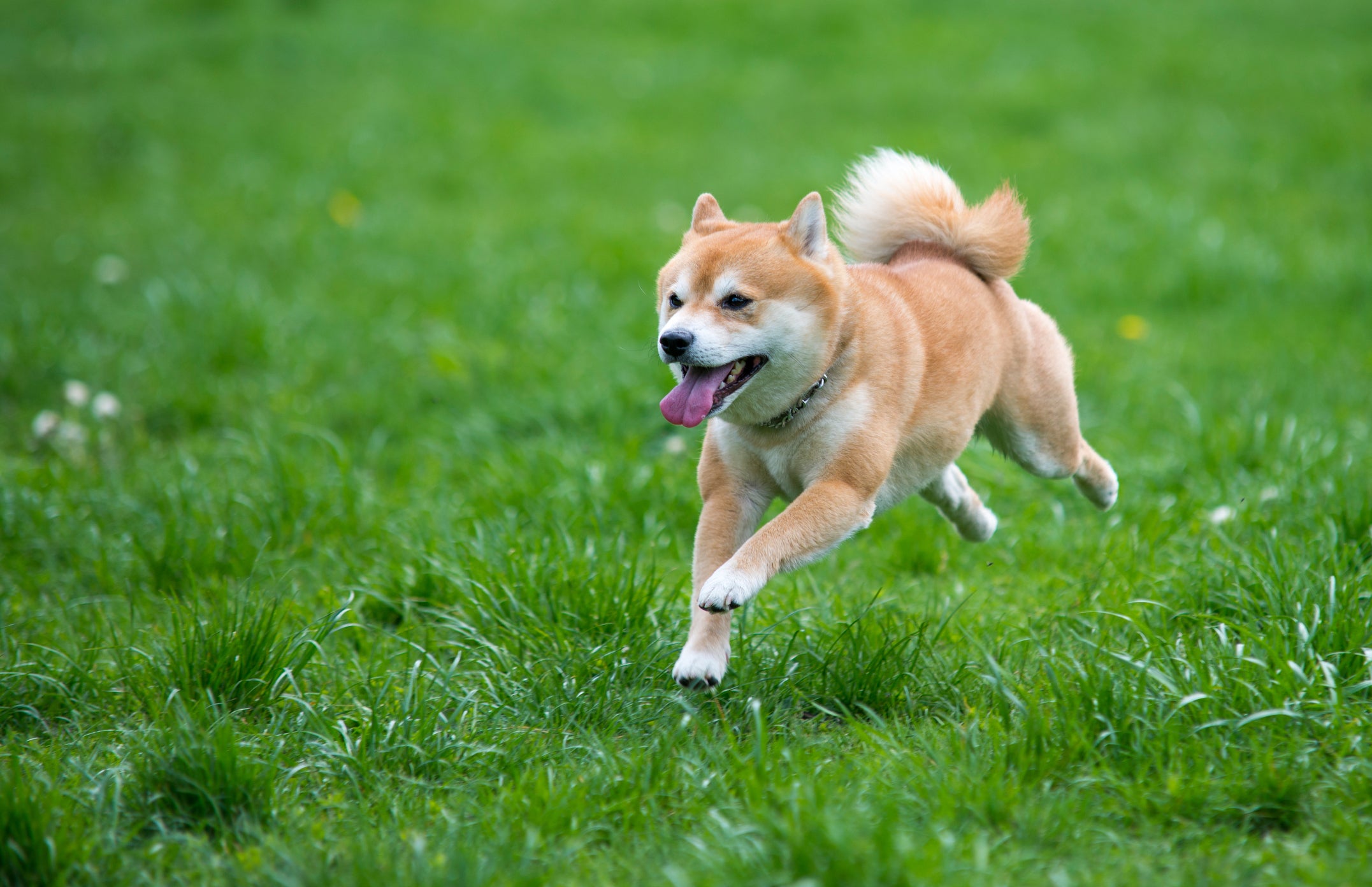 Can Shiba Inu Reach $0.01?