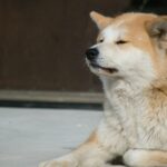 With Shibarium on the way, can Shiba Inu still walk the bark