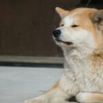 Shiba Inu [SHIB] sees a 40% uptick, but not in price as…