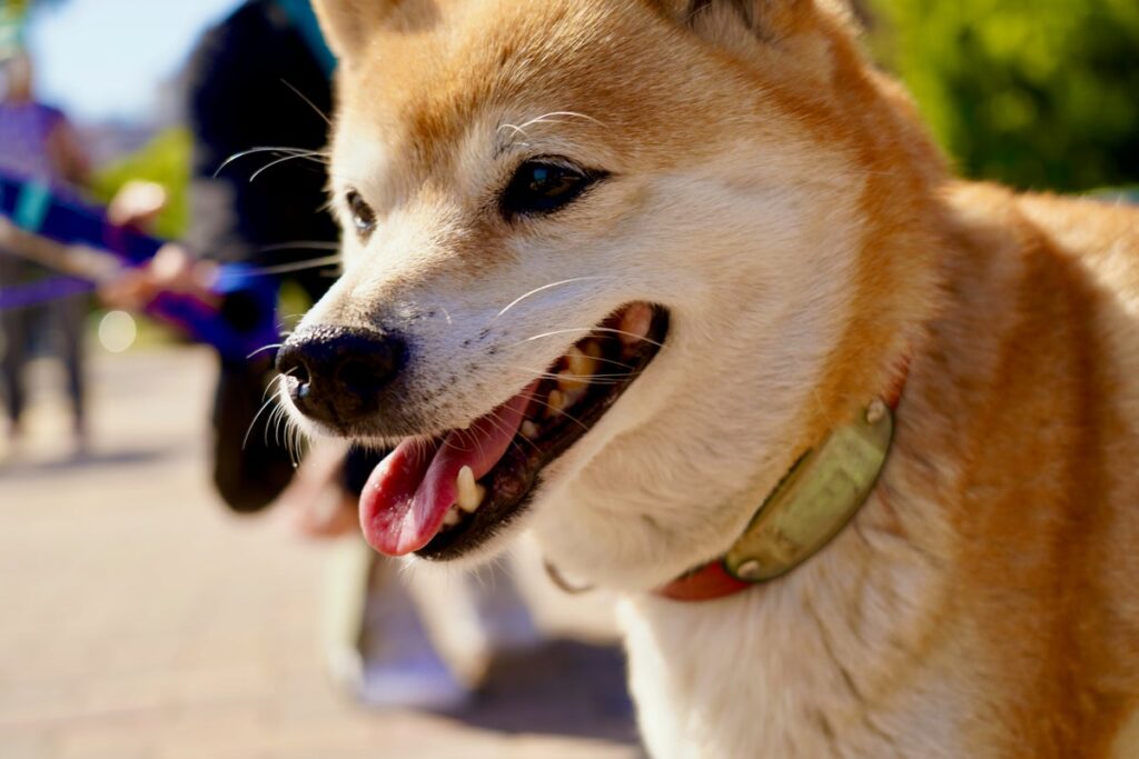 Will Shiba Inu Or Dogecoin Rise More By 2023? 6 In 10 Say…