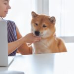 Why Ethereum Whales Are Buying Shiba Inu Hand Over Fist