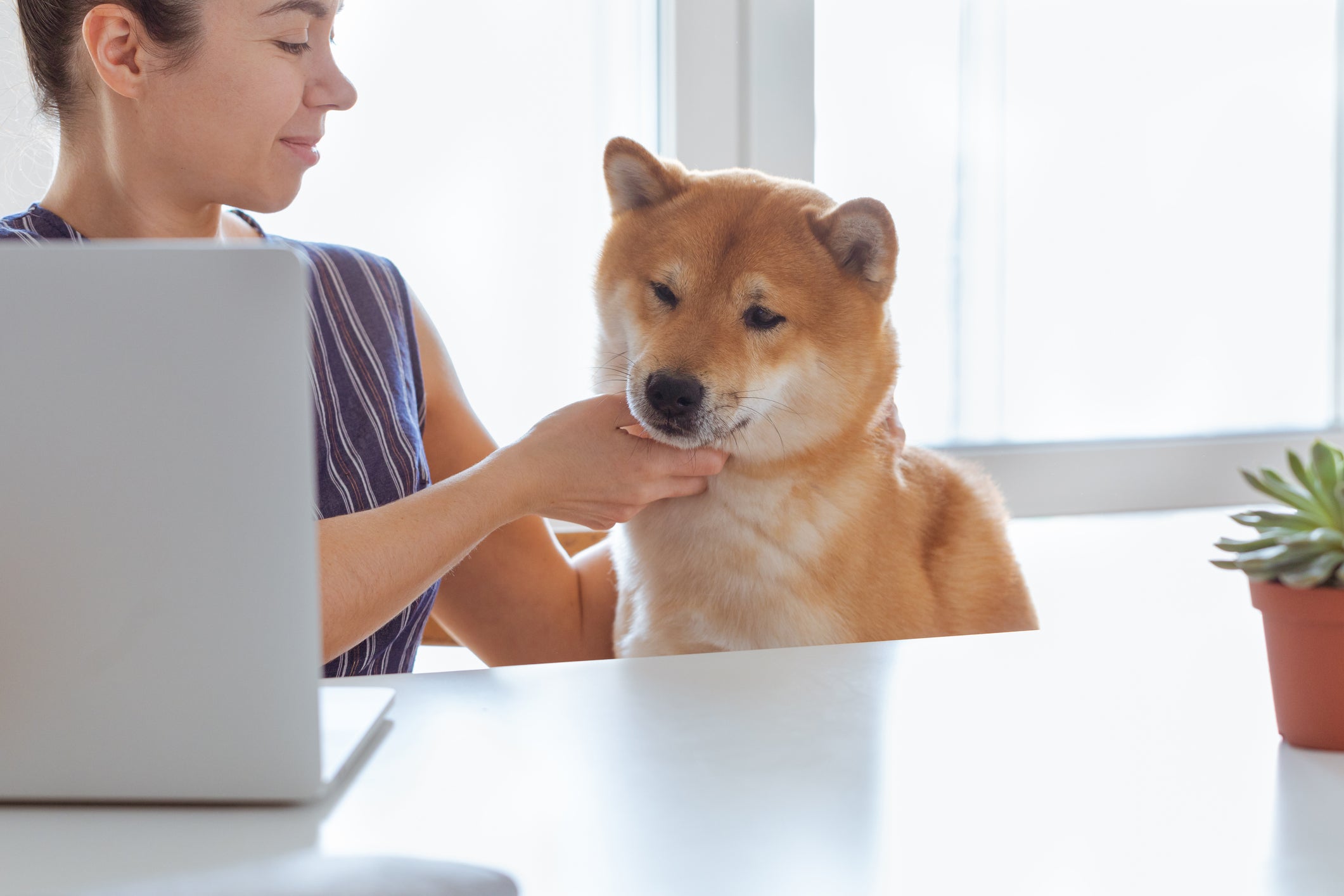 Why Ethereum Whales Are Buying Shiba Inu Hand Over Fist