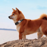 What could happen to Shiba Inu price after Ethereum whales dump $17.6 million in SHIB