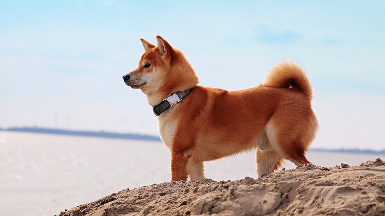 Two reasons why Shiba Inu price is about to break out