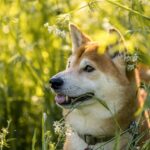 Shiba Inu (SHIB) rallies after listing on Philippines' crypto exchange – CoinChapter…