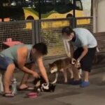 Shiba Inu owner arrested for brutal dog ‘training’