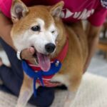 New Taipei school mourns death of longtime campus shiba inu