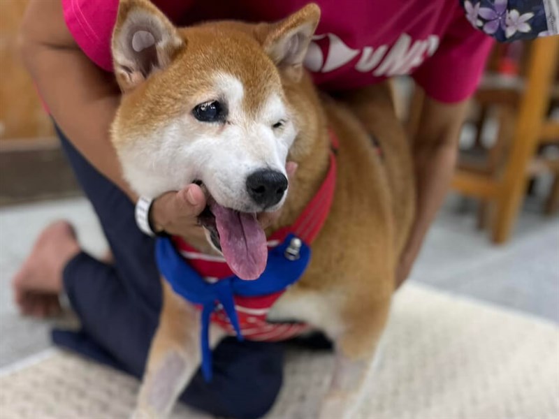 New Taipei school mourns death of longtime campus shiba inu