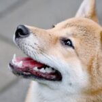 Shiba Inu price gaining momentum after huge US exchange listing