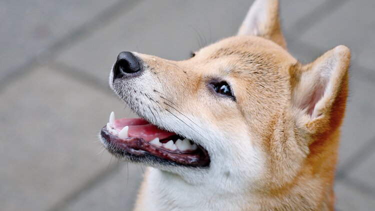 Shiba Inu price gaining momentum after huge US exchange listing