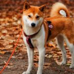 Is Shiba Inu Price BULLISH? You might actually LOVE this Answer!