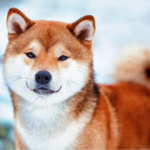 Shiba Inu Down By 2.03%