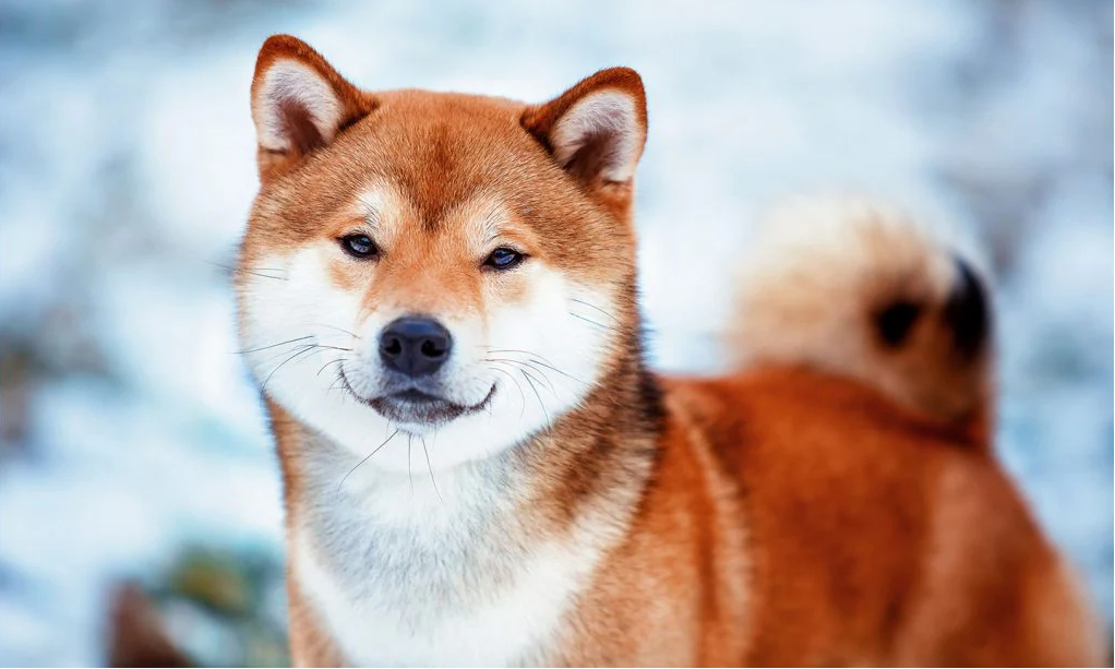 Shiba Inu Down By 2.03%