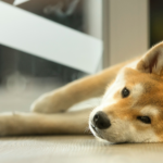 Shiba Inu [SHIB] investors should consider these levels before making a strong call