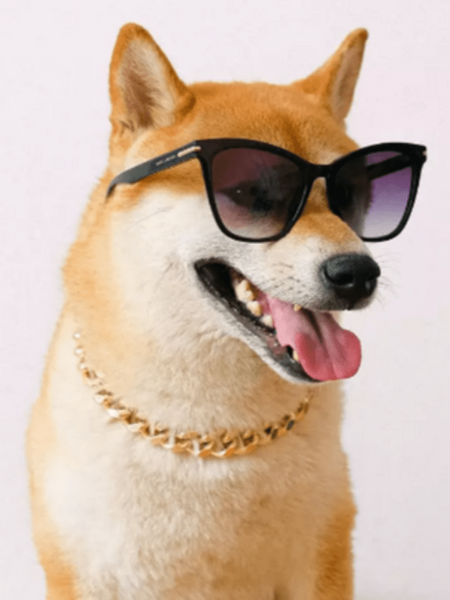 Businesses Can Now Pay Employees' Salaries in Shiba Inu (SHIB) – Clout News