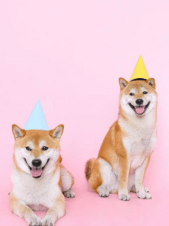 Top Two ETH Whales Buy 1.06 Trillion Shiba Inu Coins In 24 Hours – Clout News