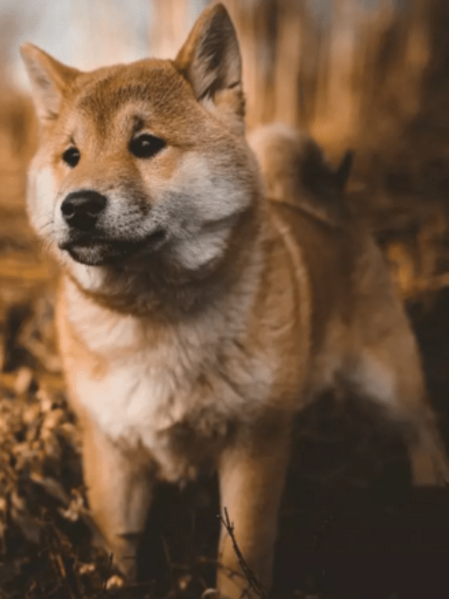 Shib Burn Portal Reaches 60 Billion SHIB Tokens Since Launch – Clout News