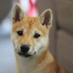 Dogecoin Rival Shiba Inu (SHIB) Has Been Popping Off Lately: Here’s Why