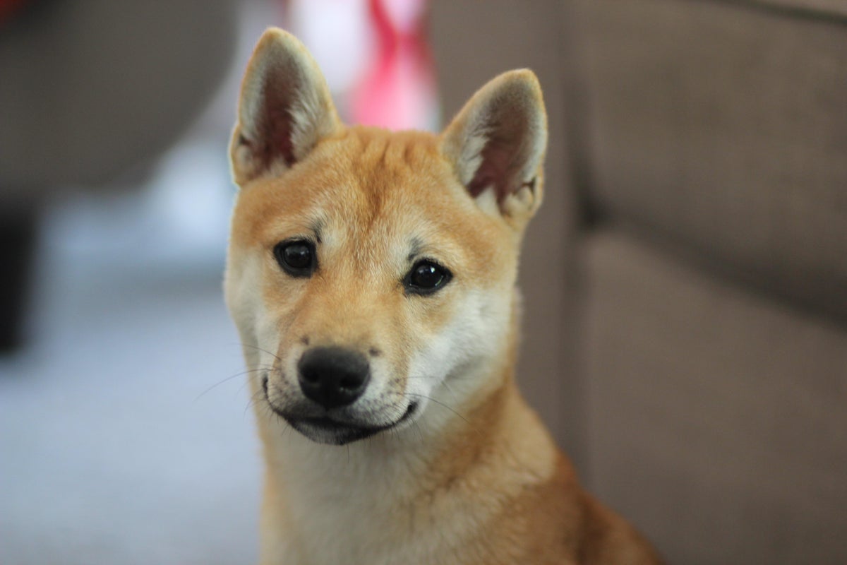 Dogecoin Rival Shiba Inu (SHIB) Has Been Popping Off Lately: Here’s Why