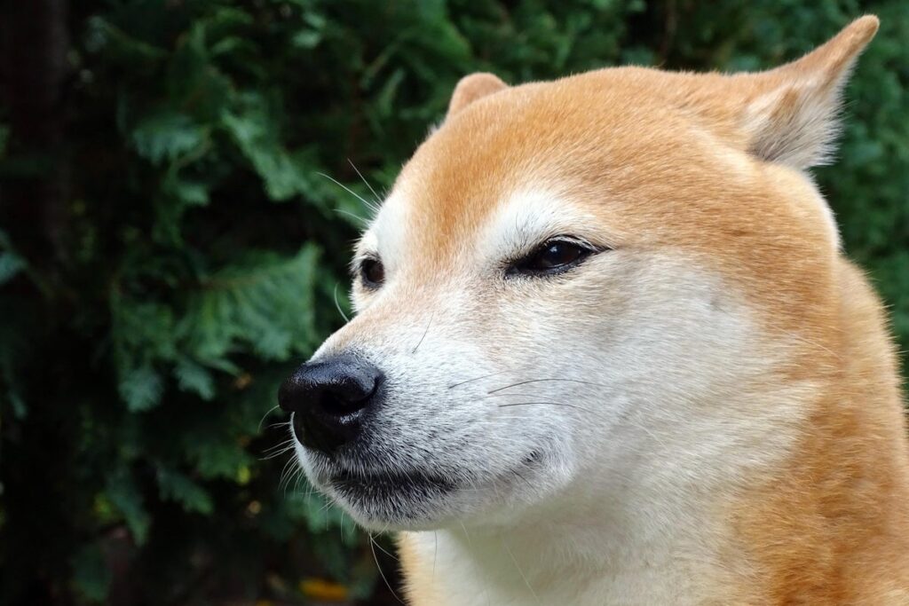 Why Dogecoin Spin-Off Shiba Inu (SHIB) Is Nosediving Today