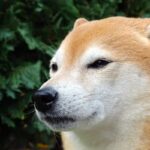 Why Dogecoin Spin-Off Shiba Inu (SHIB) Is Nosediving Today