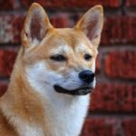 Shiba Inu’s Ultimatum To Ryoshi Team Over Slower Rewards Distribution