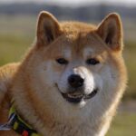 Lead Shiba Inu Developer Says SHIB Burns Require A “True Community Effort”