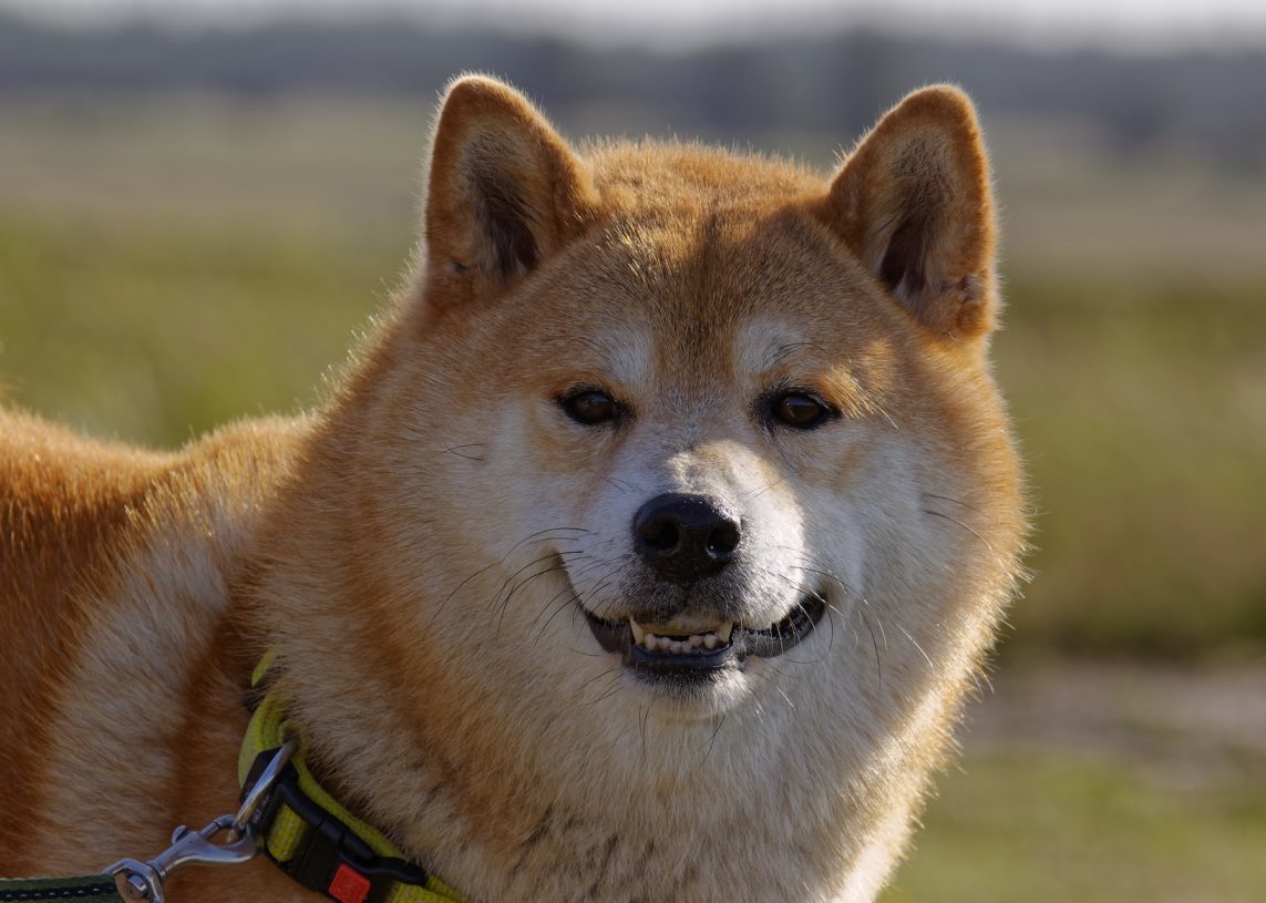 Lead Shiba Inu Developer Says SHIB Burns Require A “True Community Effort”