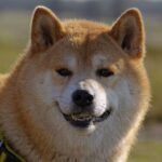 Shiba Inu [SHIB]: Why investors are active now with this BONE to pick