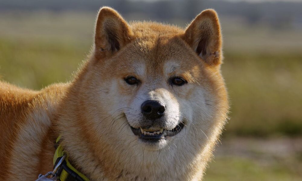 Shiba Inu [SHIB]: Why investors are active now with this BONE to pick