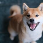 Why Shib is Poised to Grow