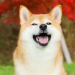 Shiba Inu Price Predictions: What’s Next for SHIB Amid Crypto Rally?