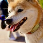 So Will Shiba Inu (SHIB) Or Dogecoin Rise More By 2023? 6 In 10 Say…