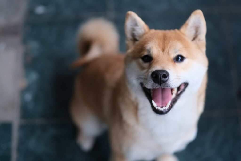 Shiba Inu Makes ‘Huge Addition’ To Metaverse Team