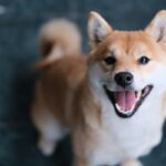 Shiba Inu Makes ‘Huge Addition’ To Metaverse Team