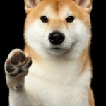 Shiba Inu (SHIB) Sees Nearly $17M Shorts Liquidated Over 24 Hours