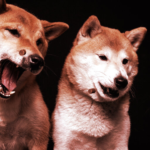 Shiba Inu Is Rebounding Faster Than Dogecoin After Crypto Crash