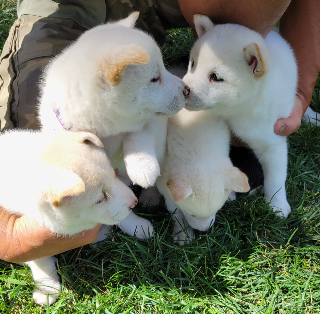 Shiba Inu Puppies | Pets | journalstar.com