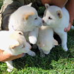 Shiba Inu Puppies | Pets | journalstar.com