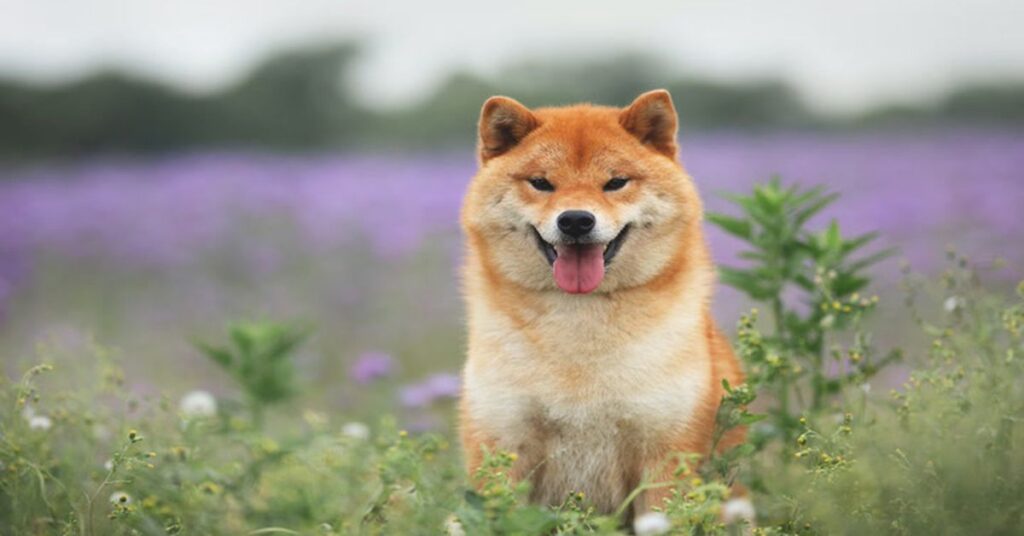 Shiba inu y dogecoin suben a medida que regresa el comportamiento de riesgo a los … – CoinDesk