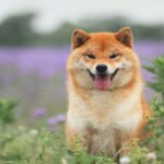 Shiba inu y dogecoin suben a medida que regresa el comportamiento de riesgo a los … – CoinDesk