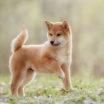 Shiba Inu Trends Upwards Through Strong Whale Accumulations