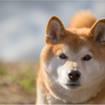 Shiba Inu (SHIB) build-up at this price level could be profitable