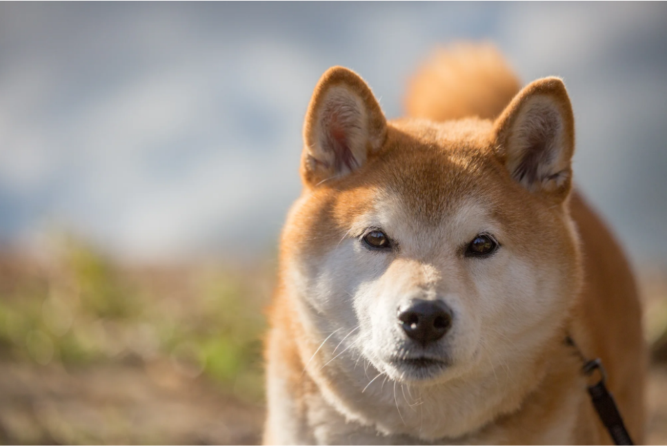 Shiba Inu (SHIB) build-up at this price level could be profitable