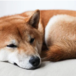 Shiba Inu Displays Surprising Price Movement – Can SHIB Ditch The Flatline?